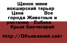 Щенок мини иокширский терьер › Цена ­ 10 000 - Все города Животные и растения » Собаки   . Крым,Бахчисарай